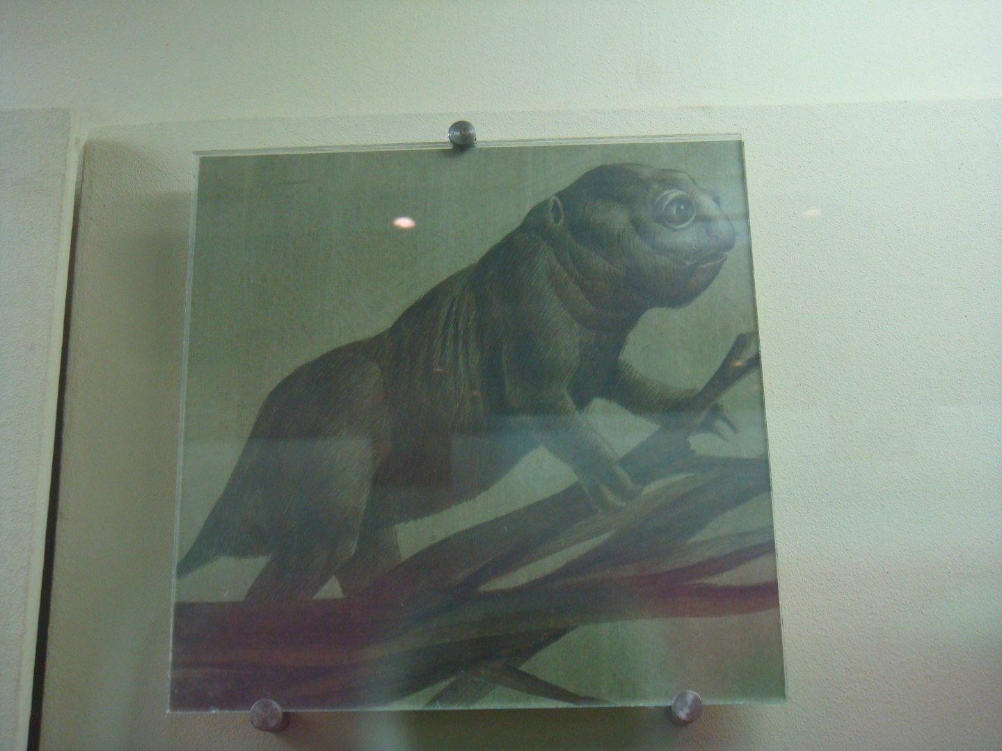 Cistecephalus reconstruction