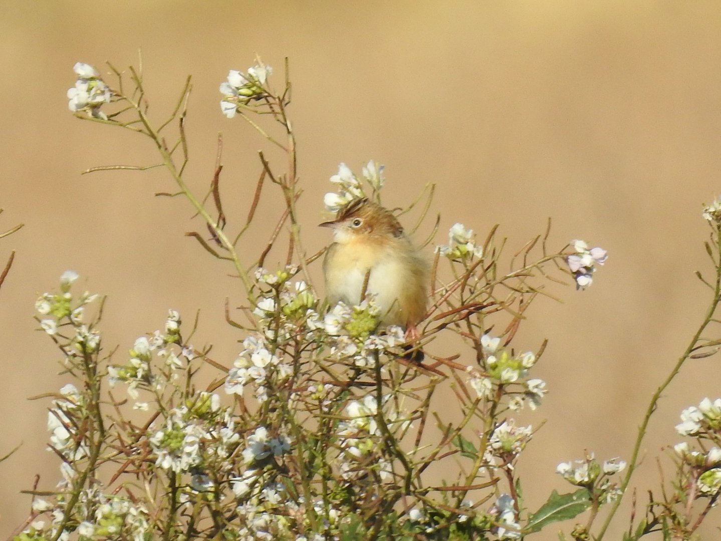 Cisticola juncidis