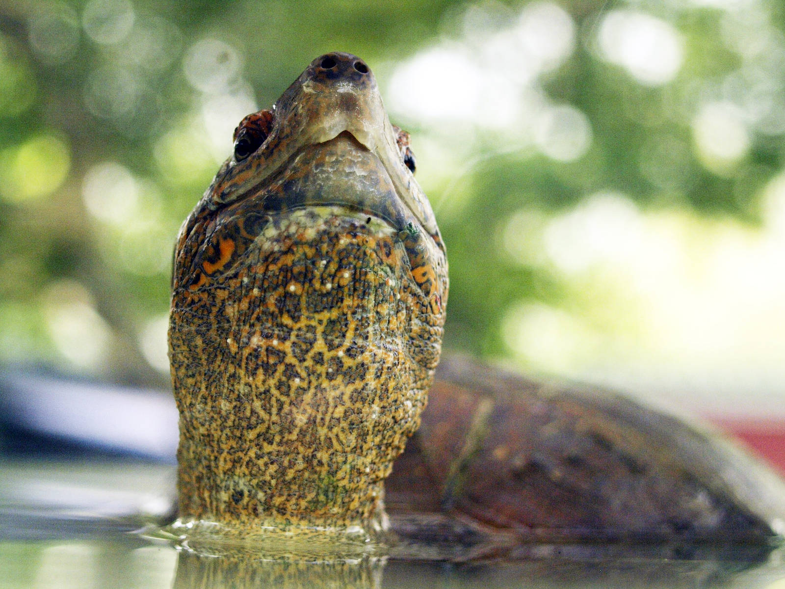 Cistoclemmys flavomarginata