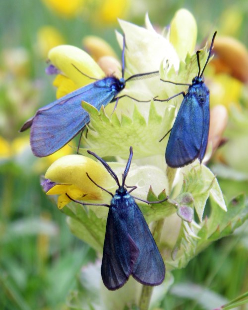 Cistus Foresters (Adscita geryon)