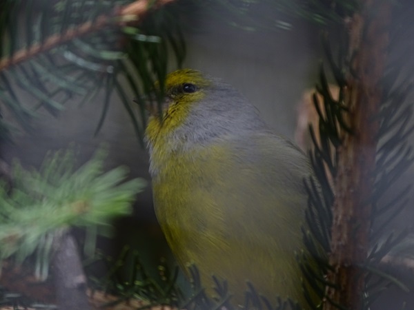 Citril finch (Carduelis citrinella)