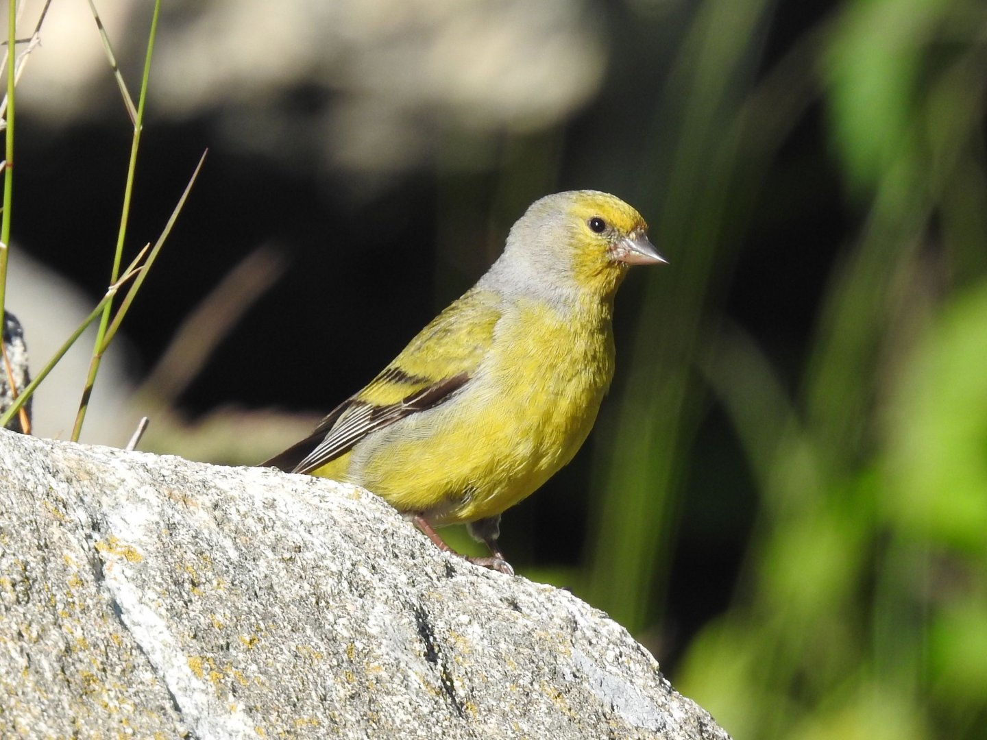 Citril Finch
