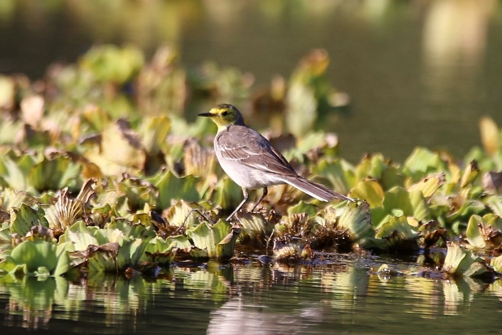 Citrine Wagtail (Motacilla citreola)