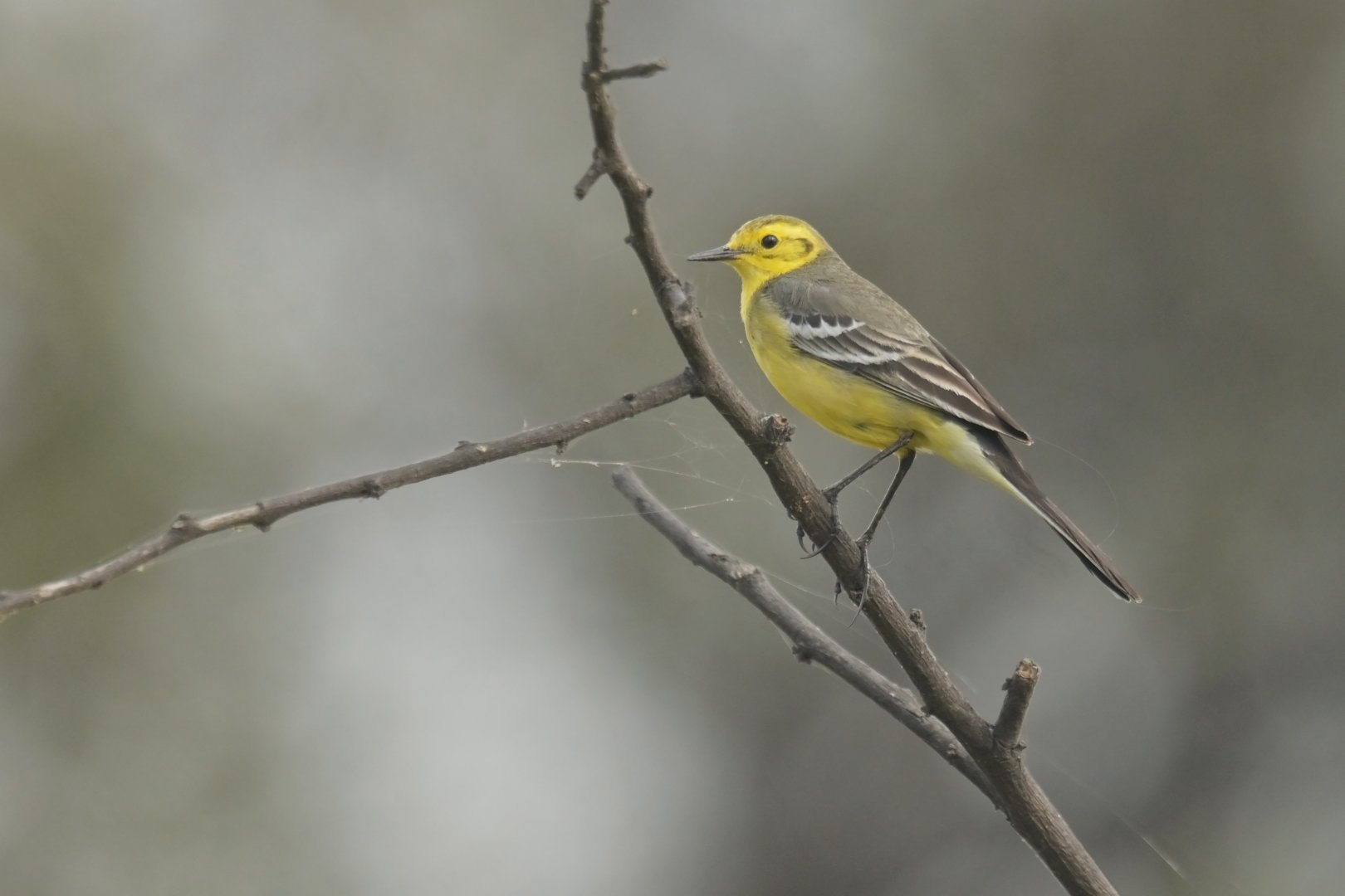 Citrine Wagtail Motacilla citreola