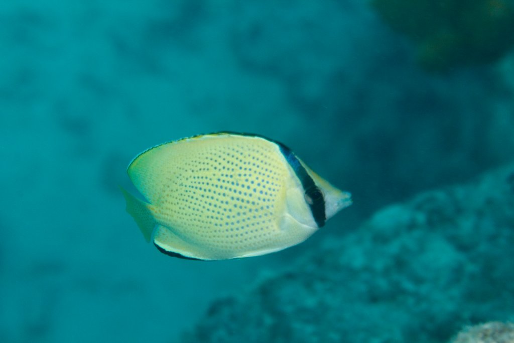 Citron Butterflyfish (Chaetodon citrinellus)