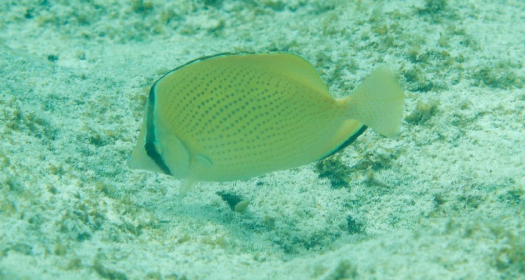 Citron butterflyfish (Chaetodon citrinellus)