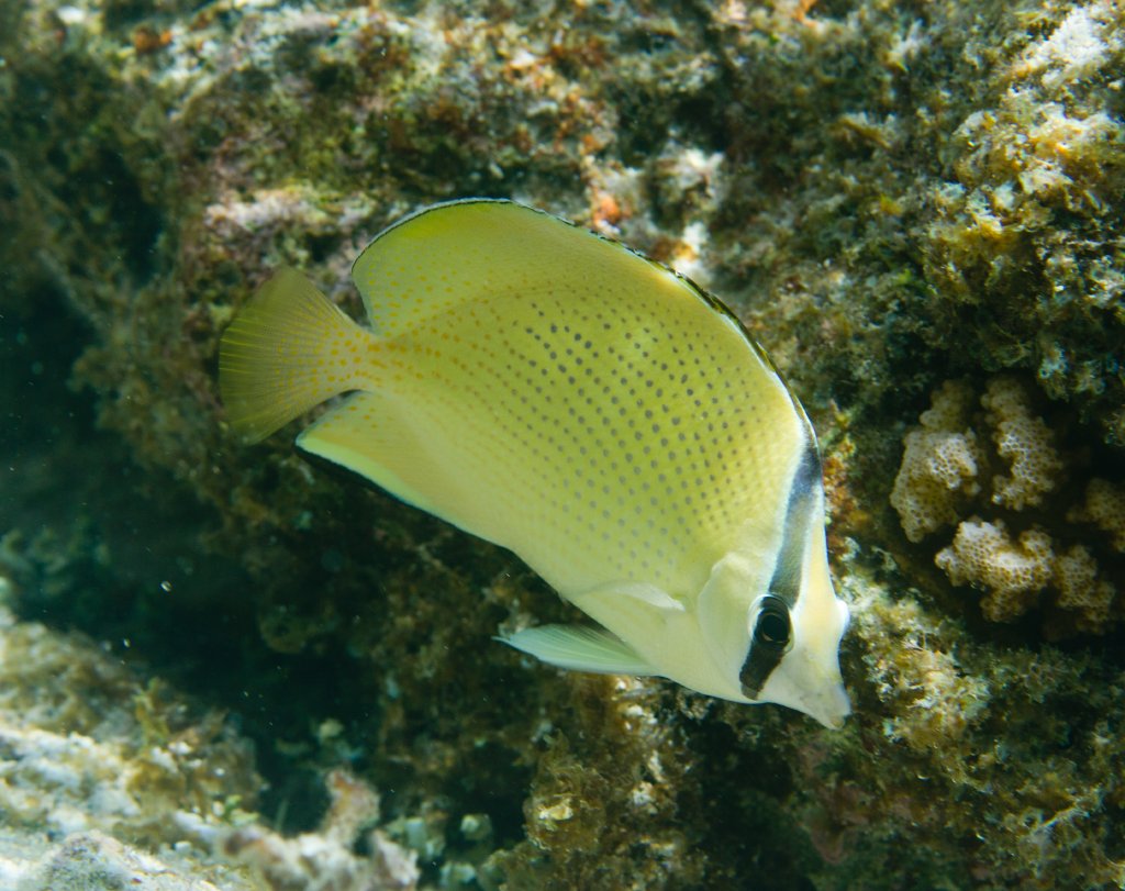 Citron Butterflyfish (Chaetodon citrinellus)