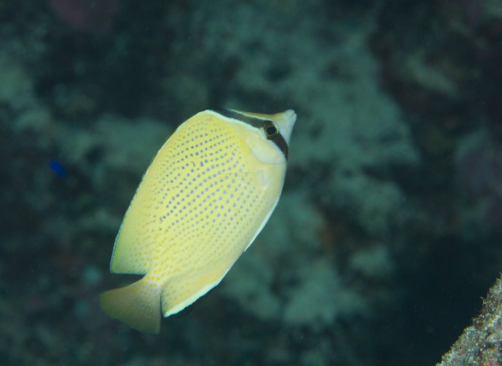 Citron Butterflyfish (Chaetodon citronellus)