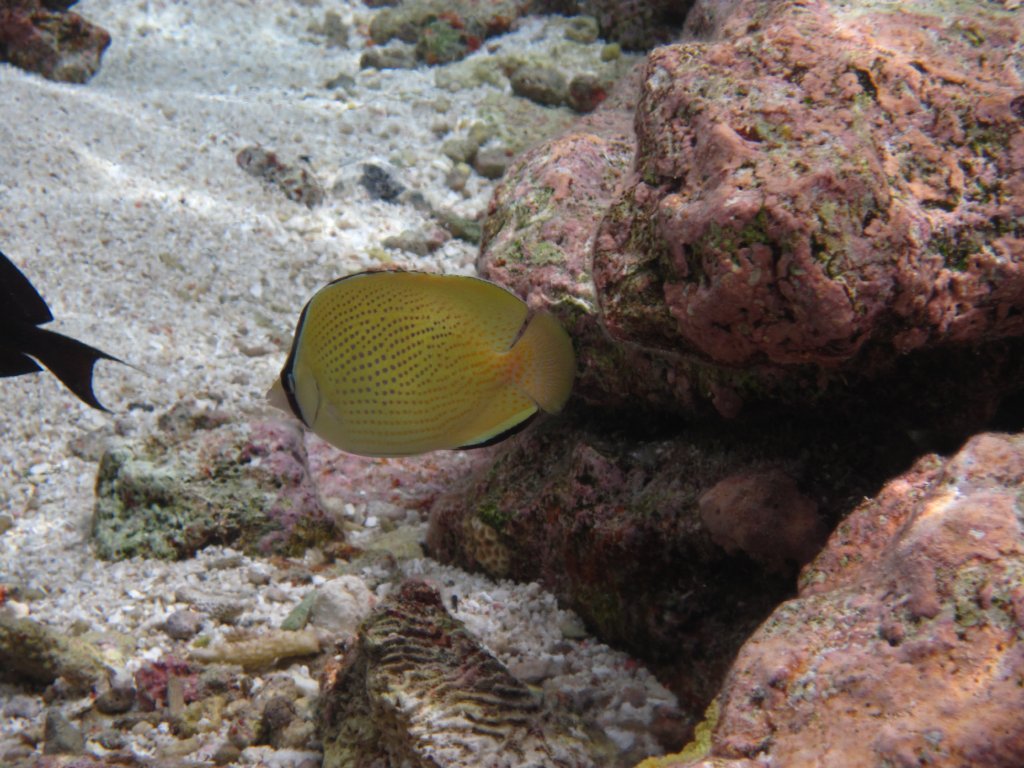 Citron Butterflyfish