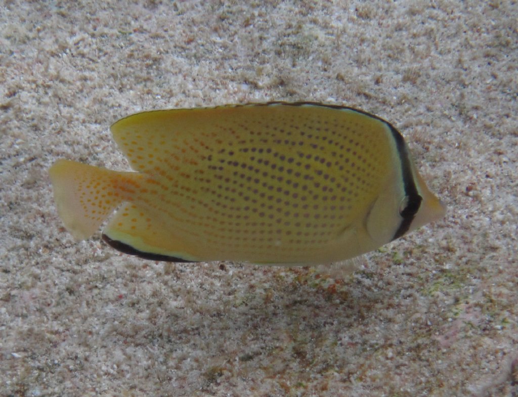 Citron Butterflyfish