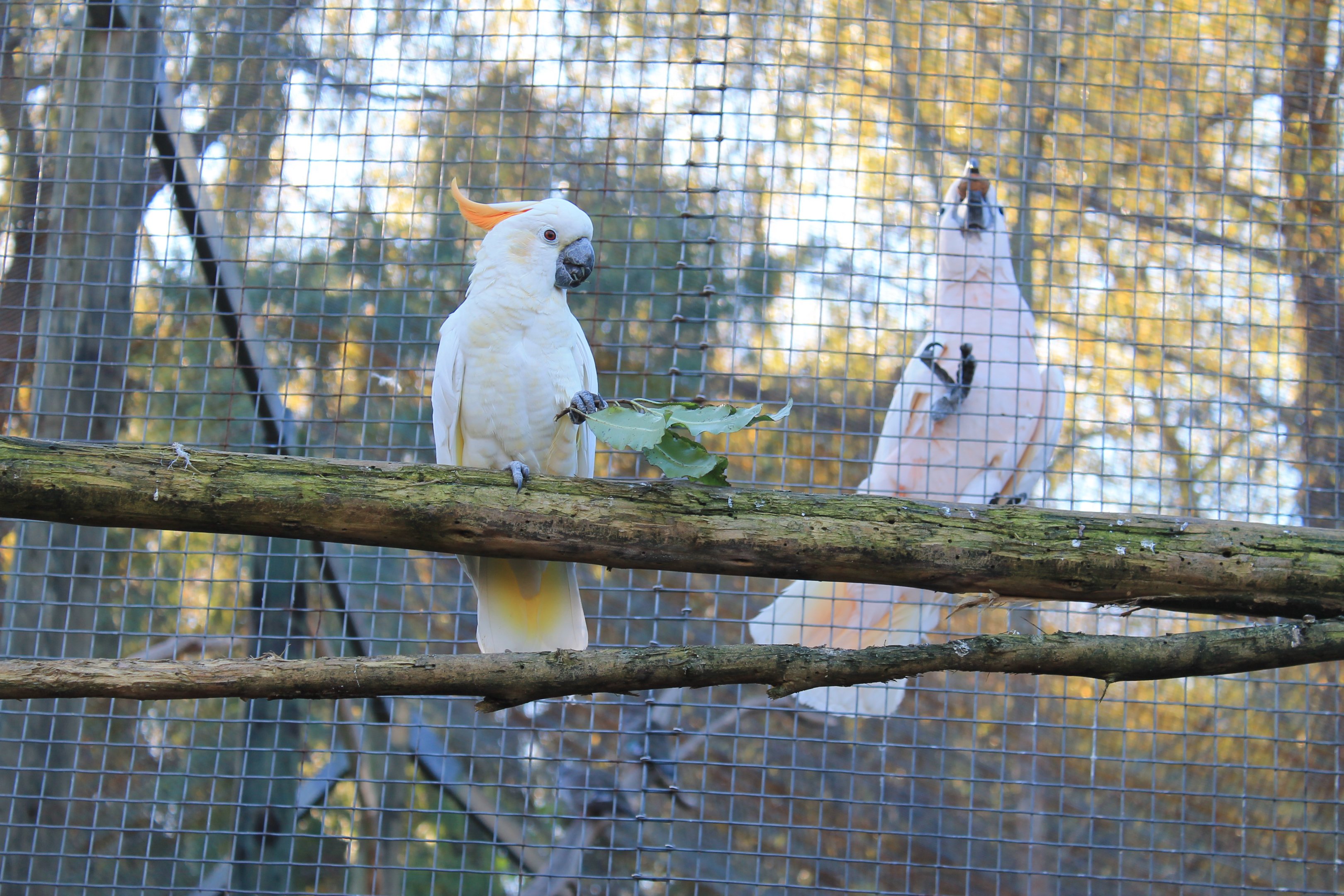 Citron-crested and Salmon-crested Cockatoos