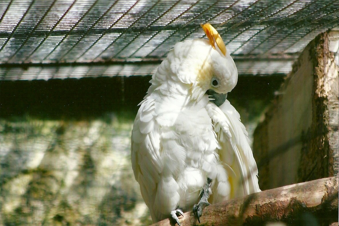 Citron-crested Cockatoo 13th September 2012