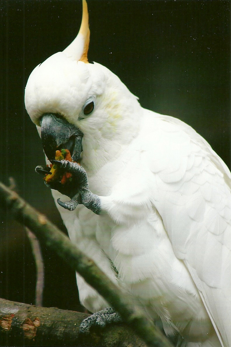 Citron-crested Cockatoo 13th September 2012