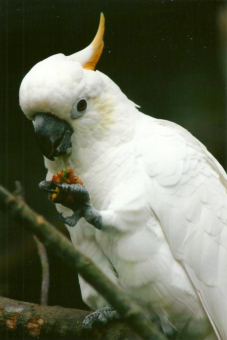 Citron-crested Cockatoo 13th September 2012