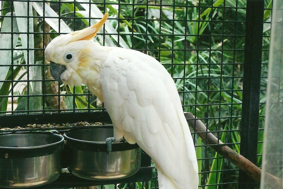 Citron-crested Cockatoo, 13th September 2013