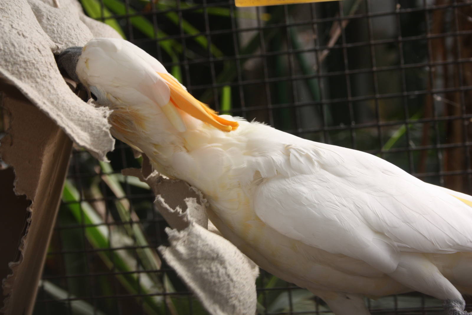 Citron-crested Cockatoo, 23rd September 2014