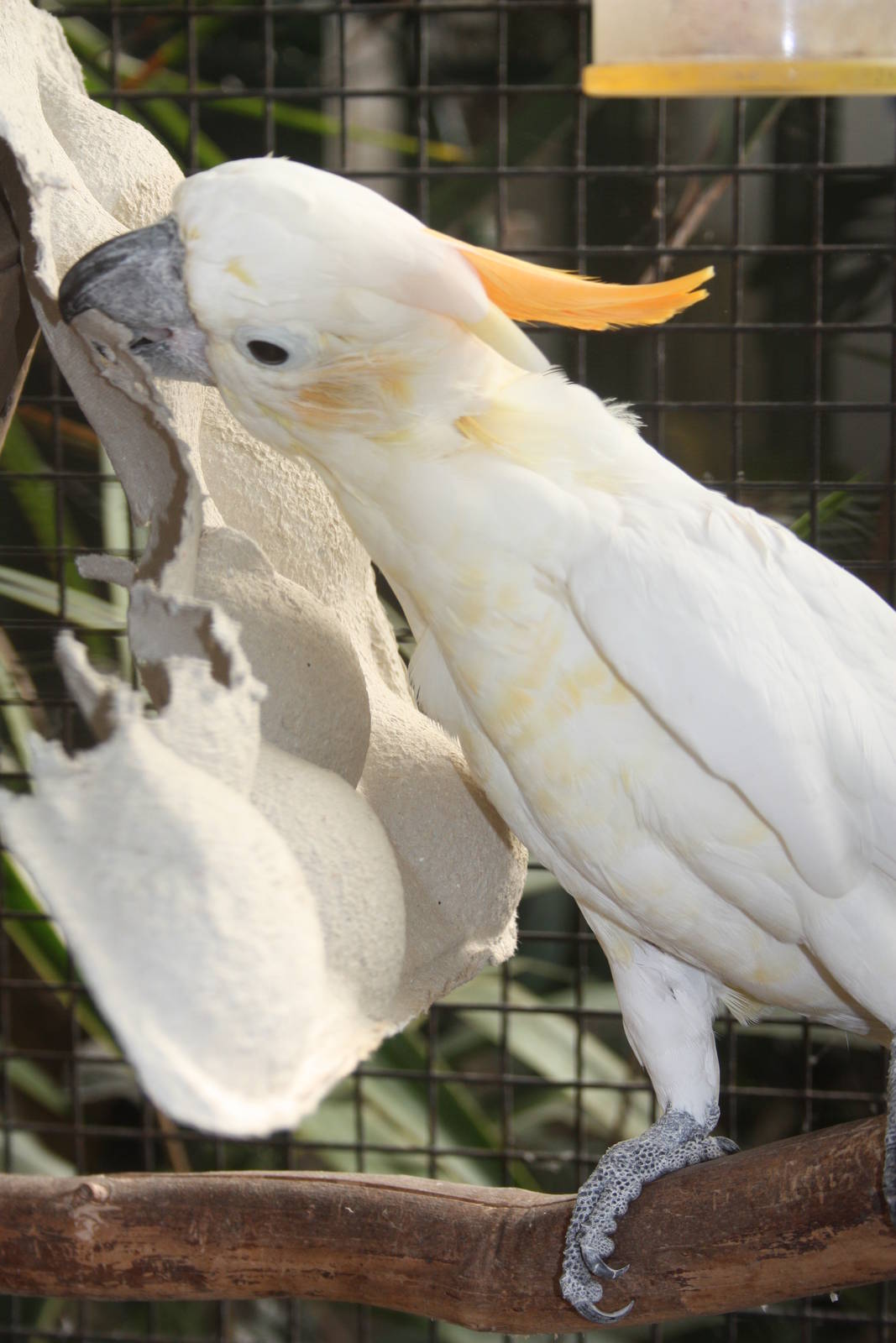 Citron-crested Cockatoo, 23rd September 2014
