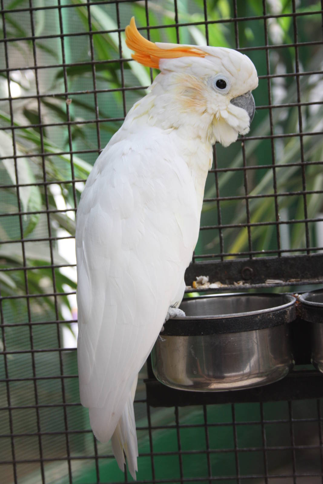 Citron-crested Cockatoo, 23rd September 2014