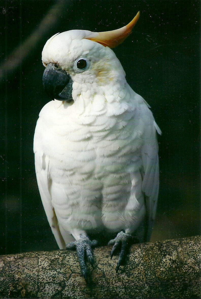 Citron-crested Cockatoo, 26th September 2013