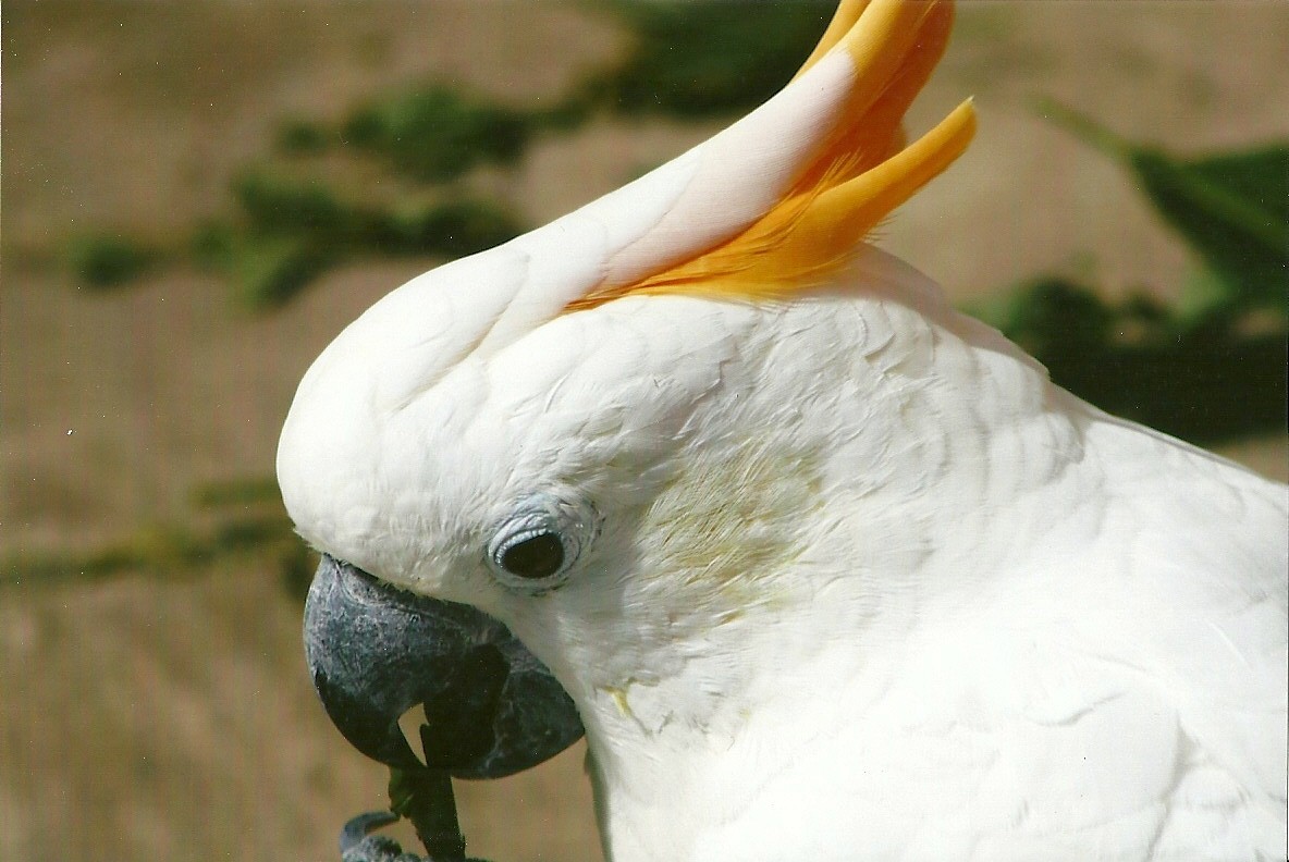 Citron-crested Cockatoo 3rd August 2012