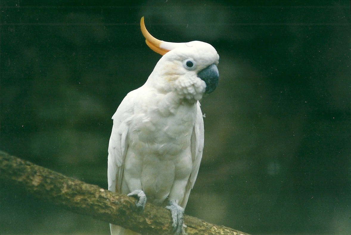 Citron-crested Cockatoo 8th March 2000
