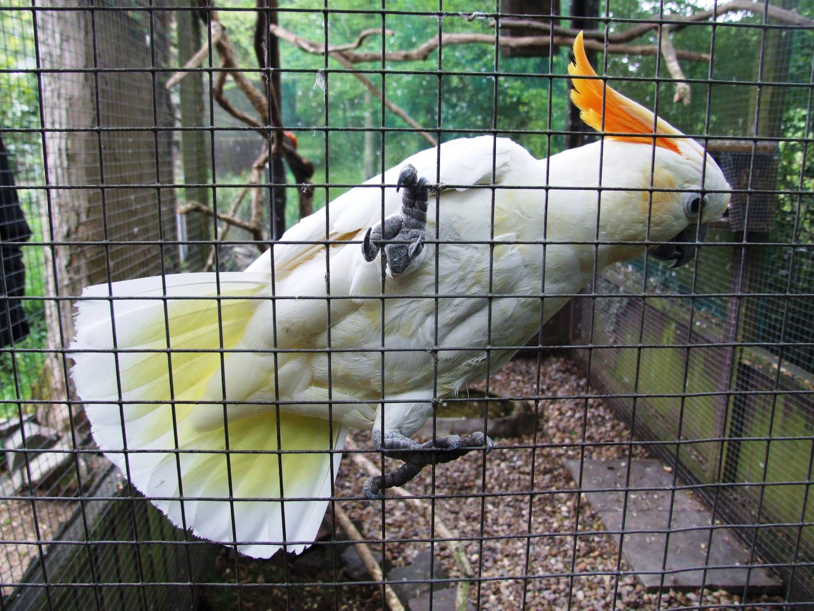 Citron-crested Cockatoo at Tropical Birdland, 18/05/13