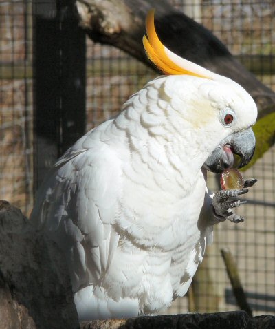 citron crested cockatoo at Tropical Butterfly House