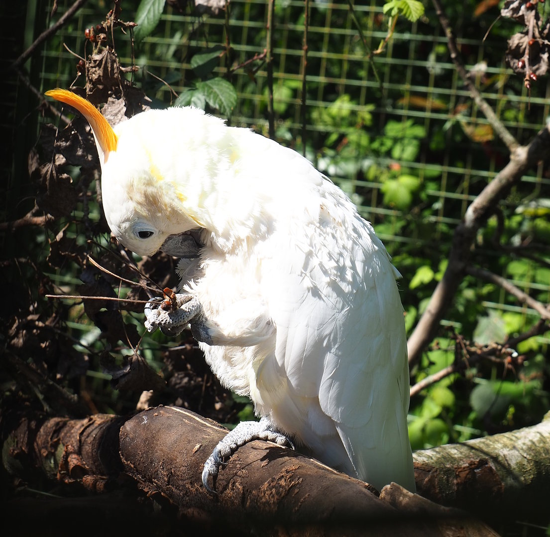 Citron-crested cockatoo (Cacatua citrinocristata), 2023-05-19
