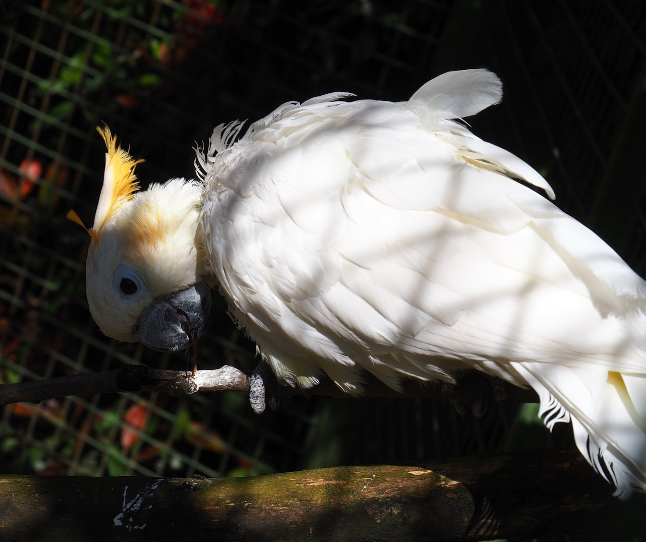 Citron-crested cockatoo (Cacatua citrinocristata), 2023-05-19