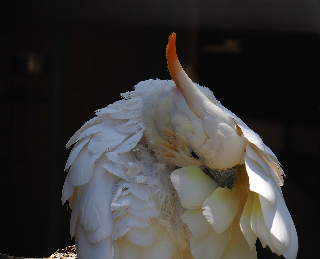 Citron-crested cockatoo (Cacatua citrinocristata), 2023-05-19