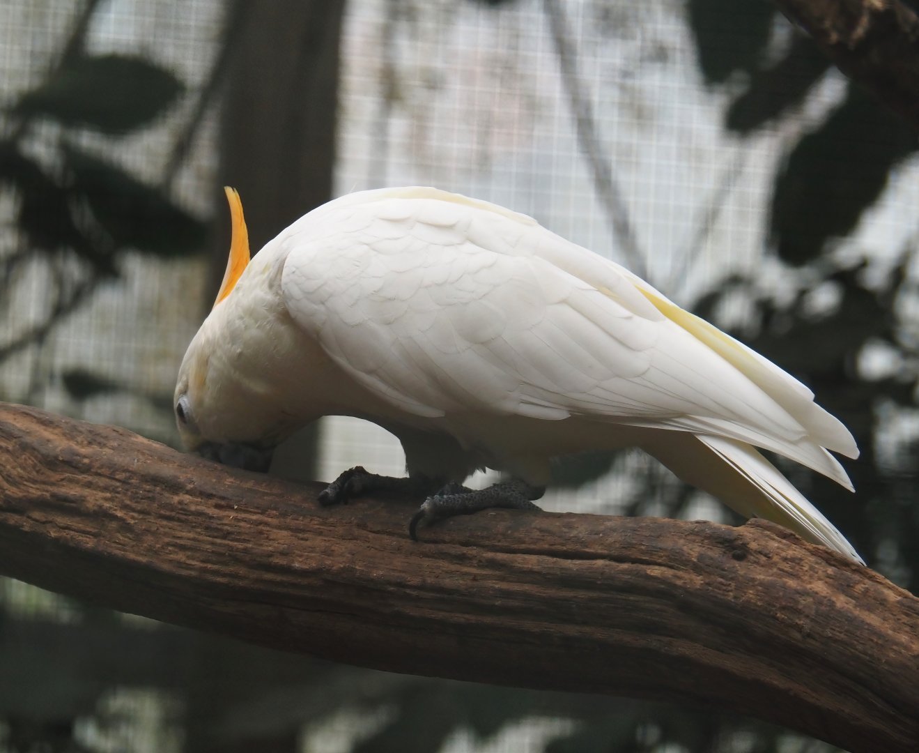 Citron-crested cockatoo (Cacatua citrinocristata), 2024-05-22