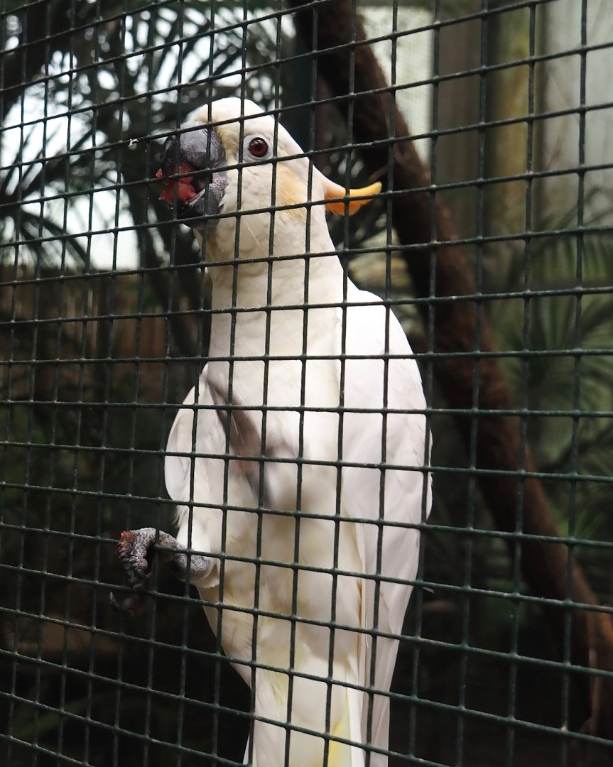 Citron-crested cockatoo (Cacatua citrinocristata), 2024-05-22