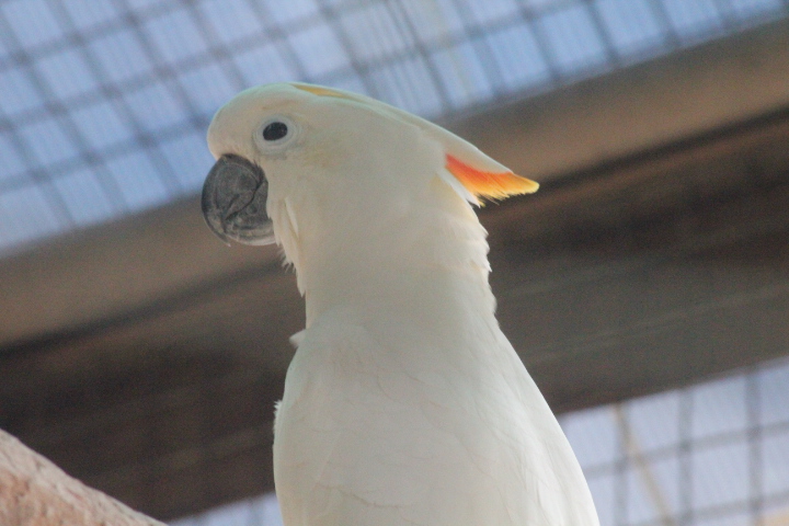 Citron-crested cockatoo (Cacatua citrinocristata)