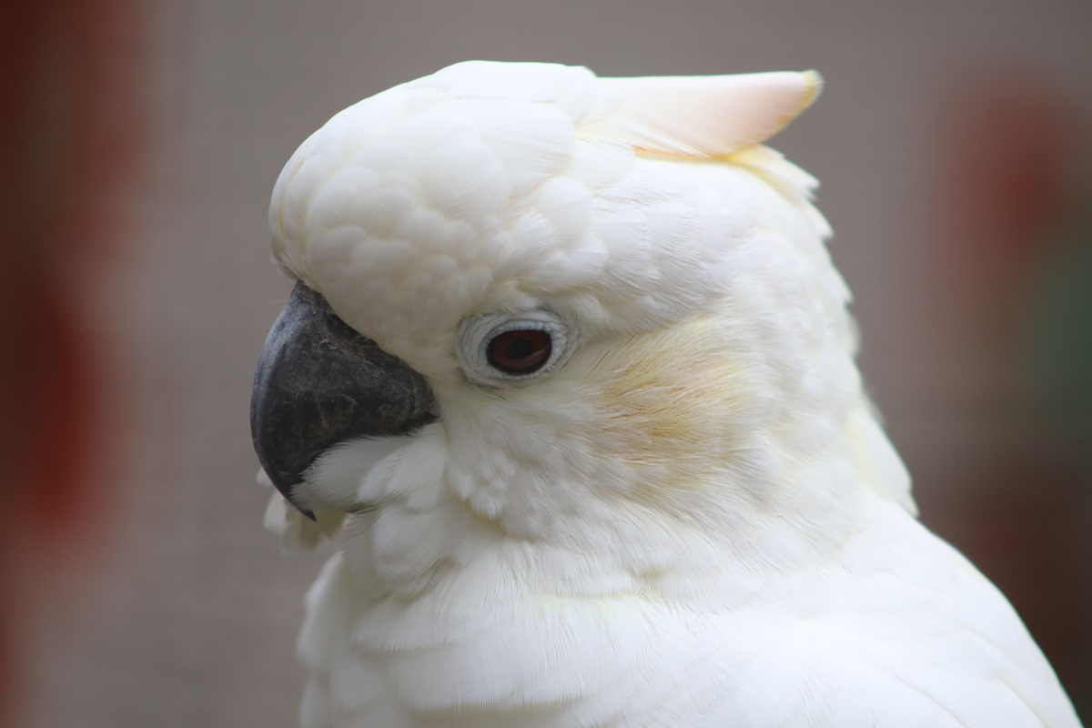 Citron-crested Cockatoo (Cacatua citrinocristata)
