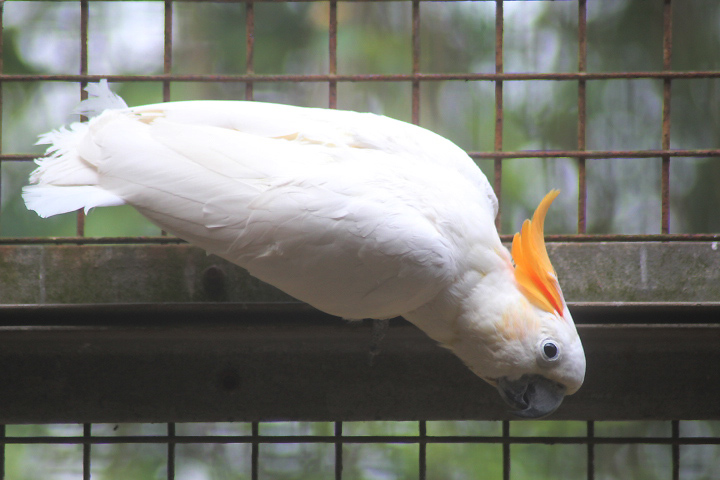 Citron-crested cockatoo (Cacatua citrinocristata)