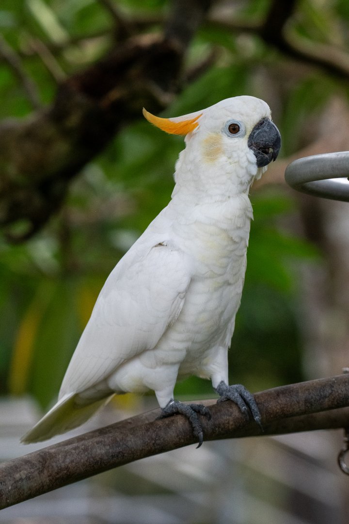 Citron-crested Cockatoo (Cacatua citrinocristata)