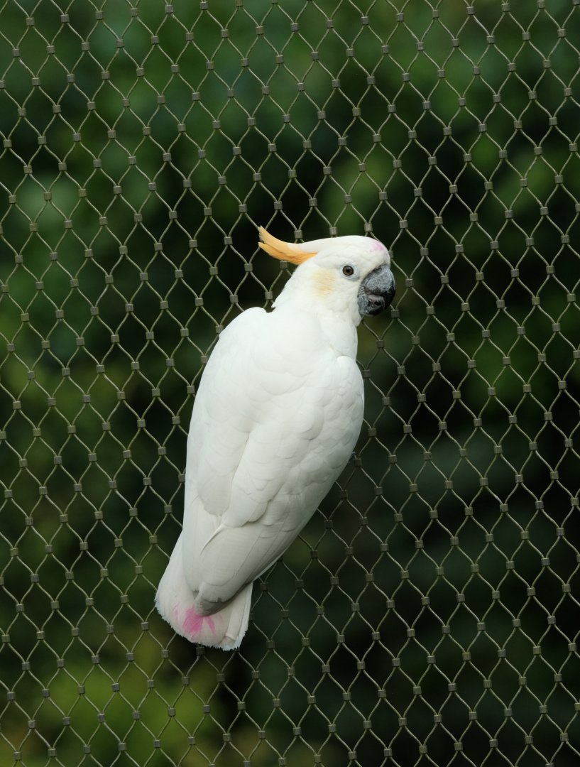 Citron-crested Cockatoo (Cacatua citrinocristata)