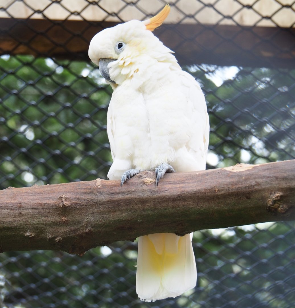 Citron-crested cockatoo (Cacatua sulphurea citrinocristata), Aug 28th, 2018