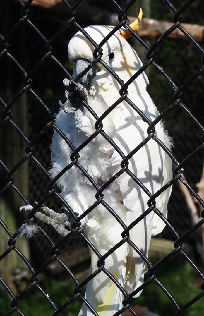 Citron-crested cockatoo (Cacatua sulphurea citrinocristata), Aug 28th, 2018