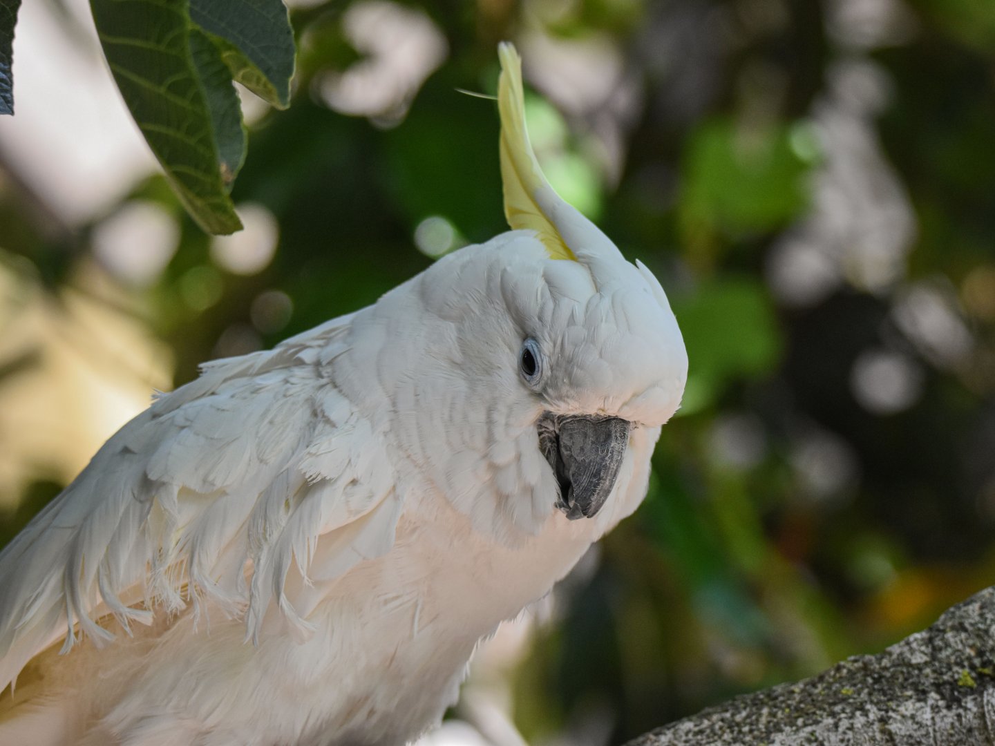 Citron-crested cockatoo (Cacatua sulphurea citrinocristata) - Bioparc de Genève