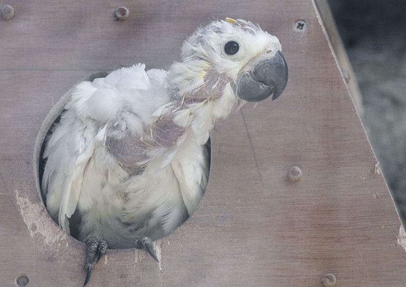 Citron-crested cockatoo chick