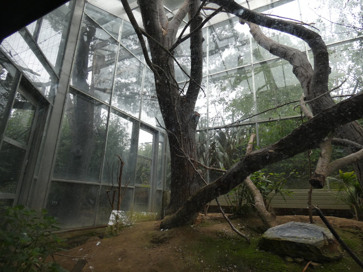 Citron-crested cockatoo indoor aviary