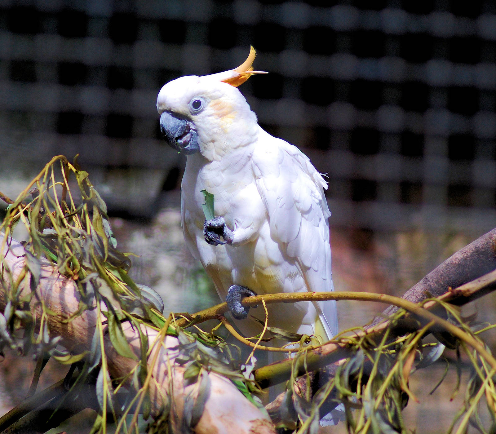 CITRON CRESTED COCKATOO