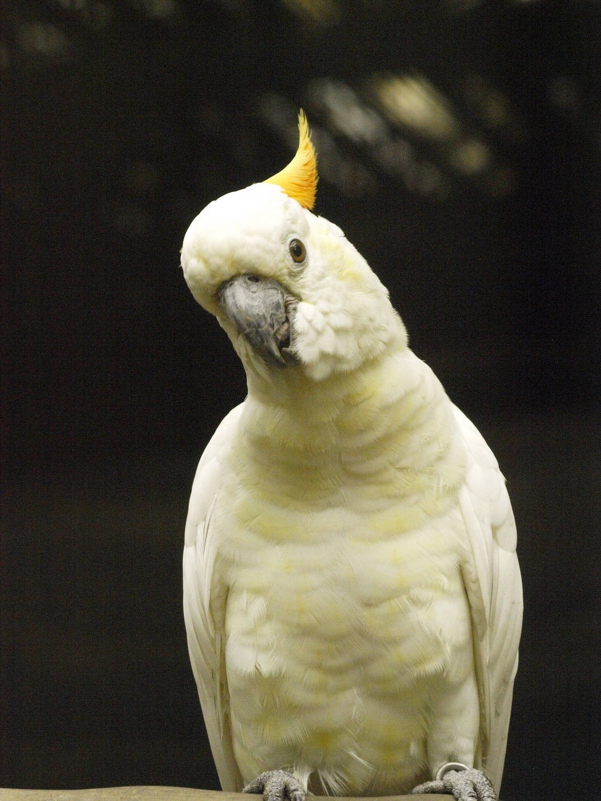 Citron-crested Cockatoo