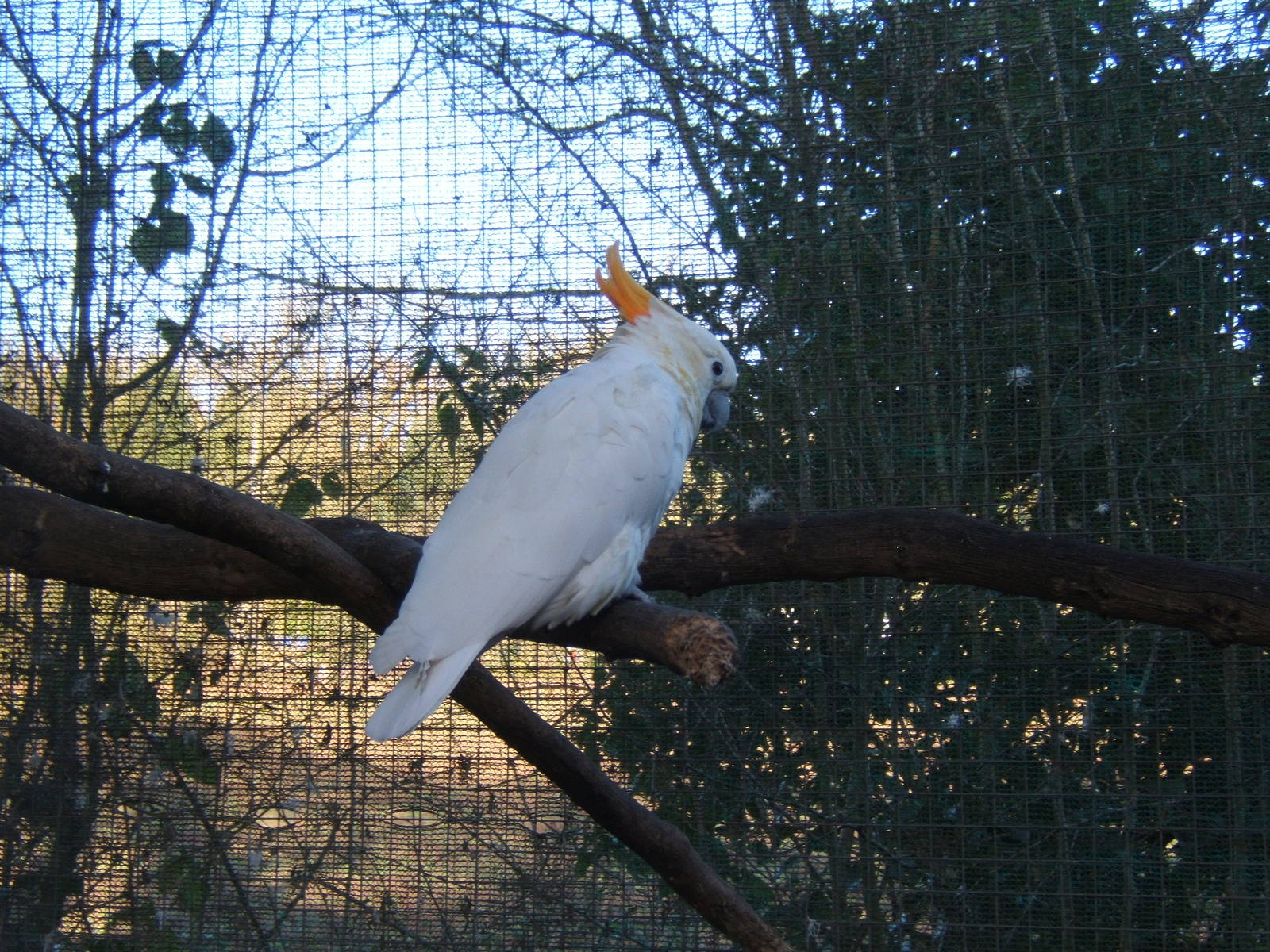 Citron-crested Cockatoo