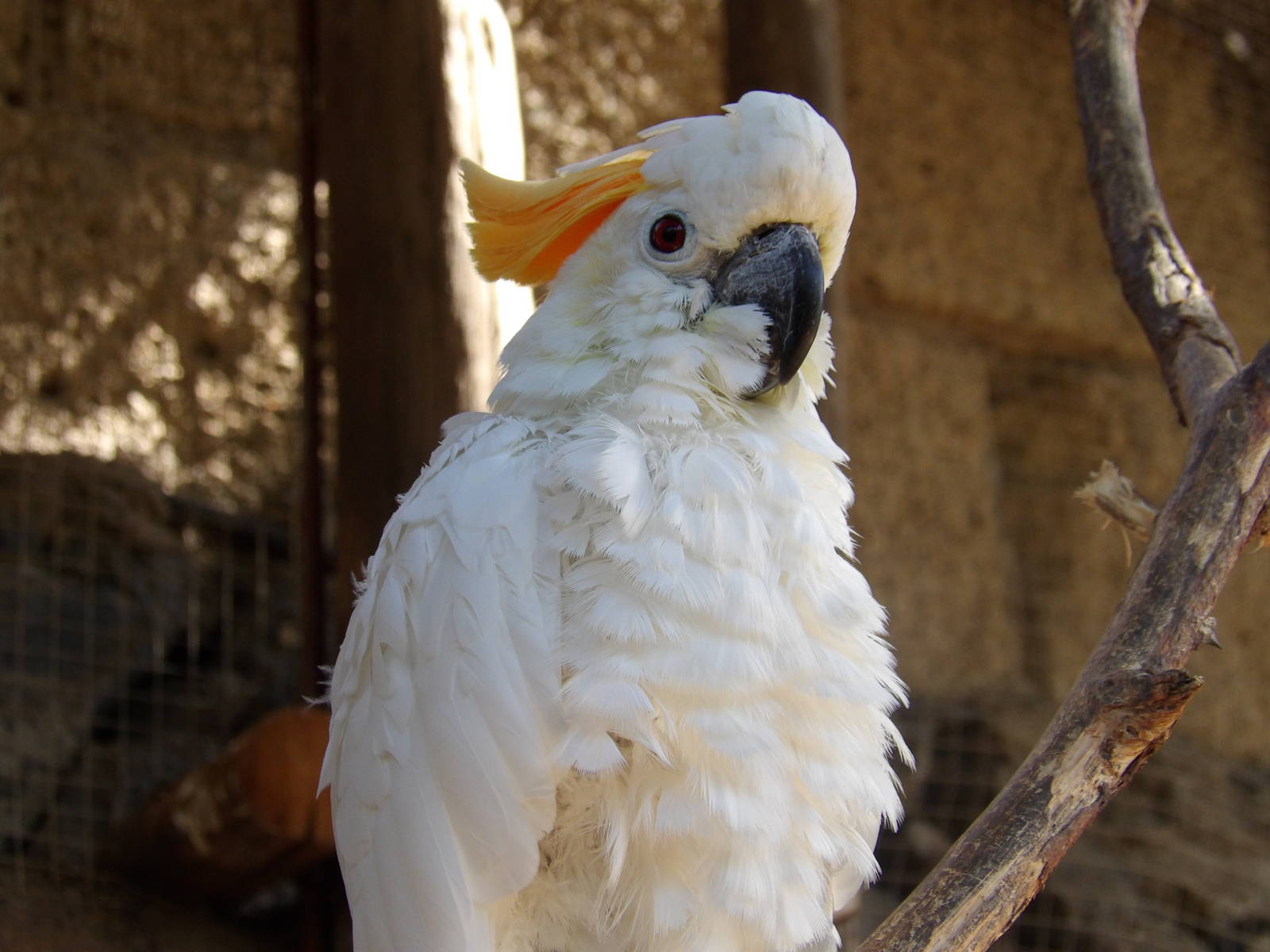 Citron-crested cockatoo