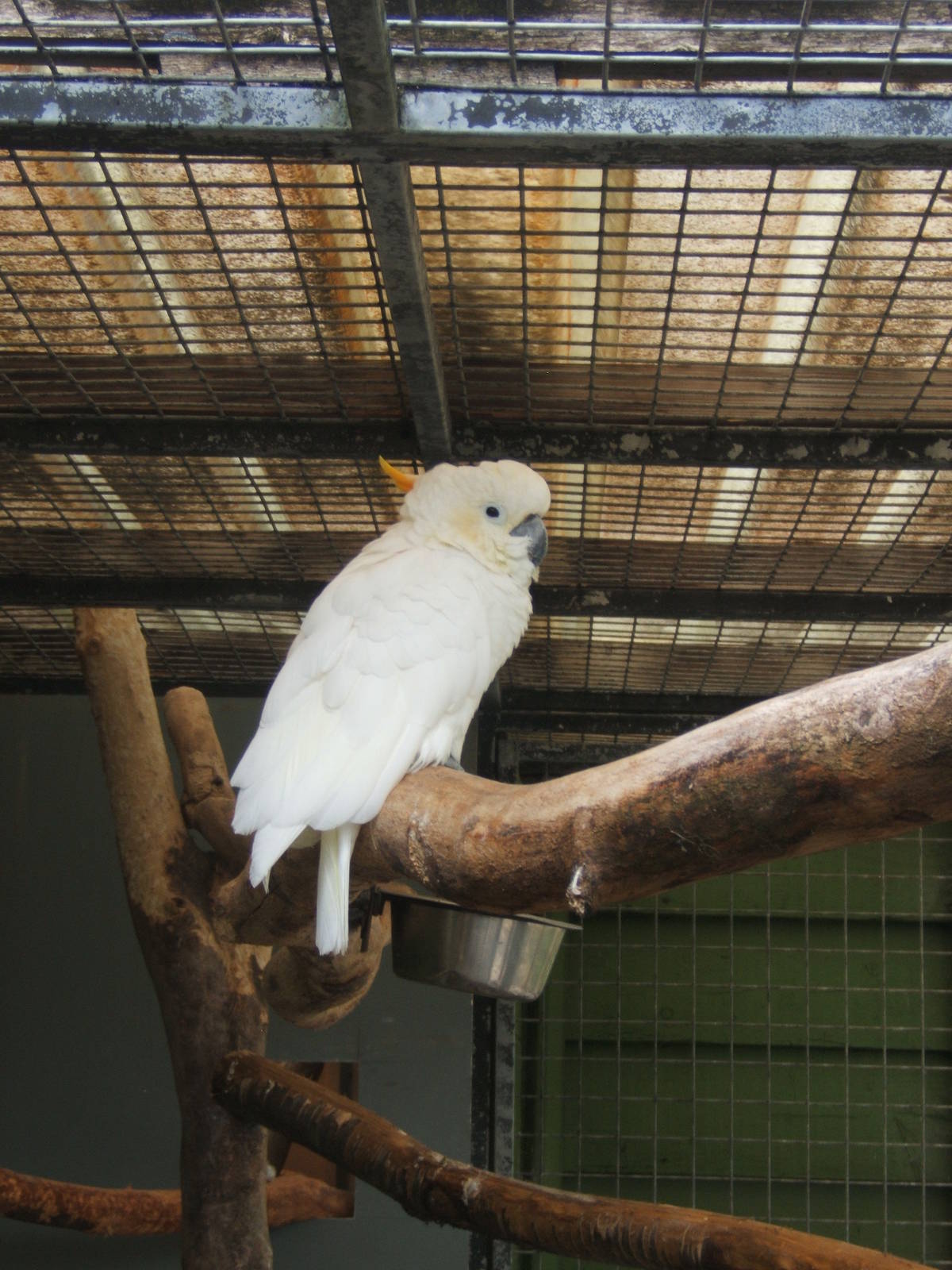 Citron-crested Cockatoo