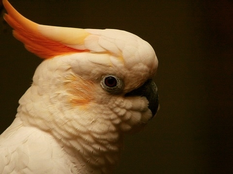 Citron-crested Cockatoo