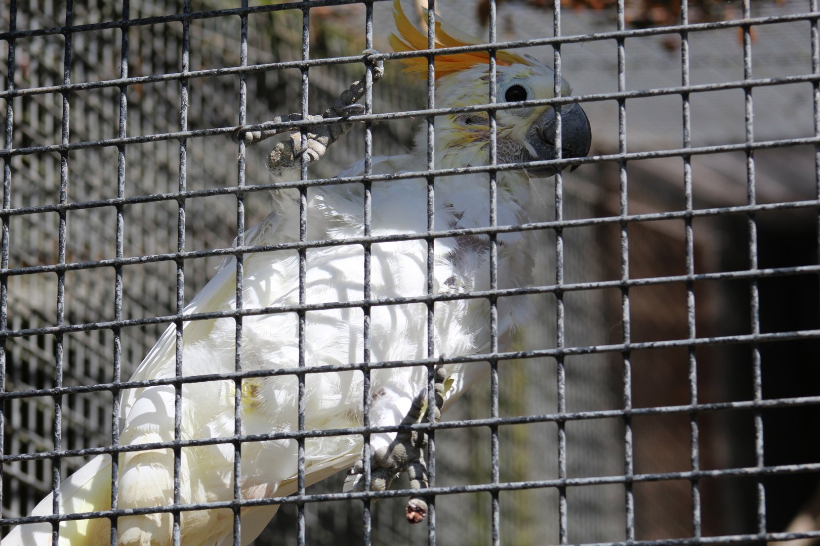 Citron-Crested Cockatoo