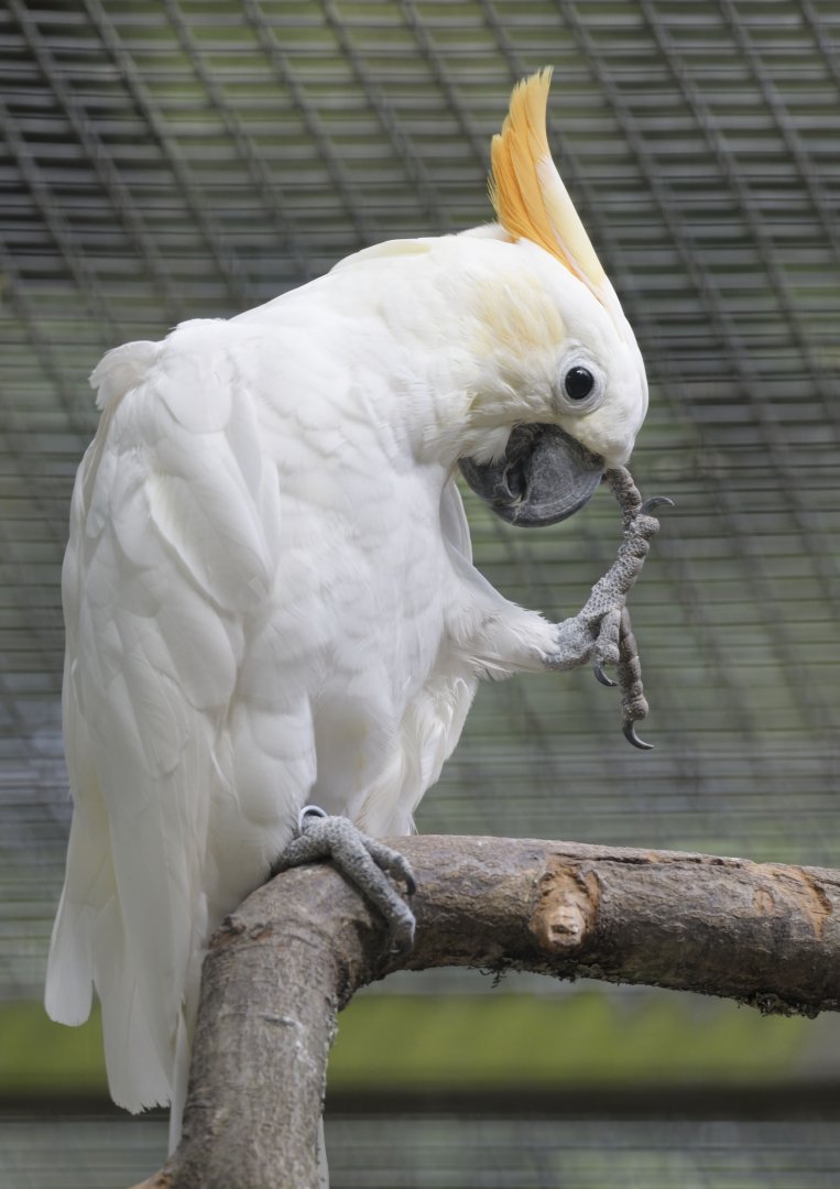 Citron-crested cockatoo